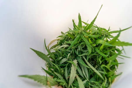 Green cannabis leaves and young buds. Inside a white glassの写真素材