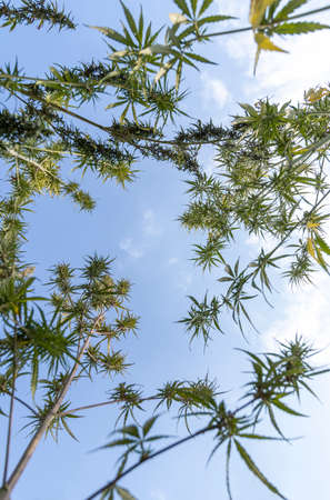 Branches of blooming cannabis bushes against the blue sky. Bottom viewの写真素材
