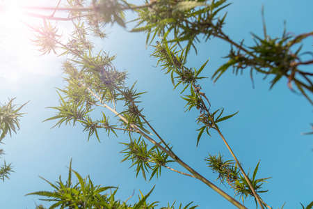 Blooming bushes of cannabis on a background of blue sky. Bottom view. Flare in the upper left corner of the frameの写真素材