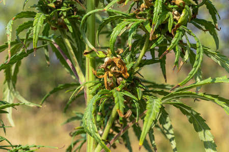 Seeds in a bud of a cannabis bush with trichomes. Flowering periodの写真素材