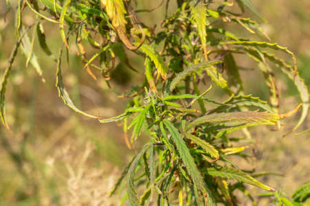 Drying top of a cannabis bush with trichomes. Bloomの写真素材