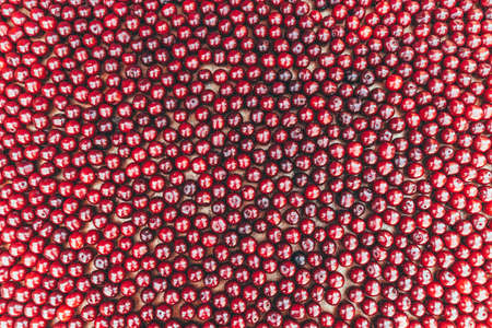 Many ripe cherries lie on the surface of the table. view from above.の写真素材