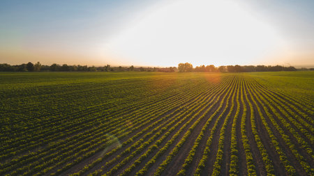 Soybean beds in the growing season. On the background of the sunset.の写真素材