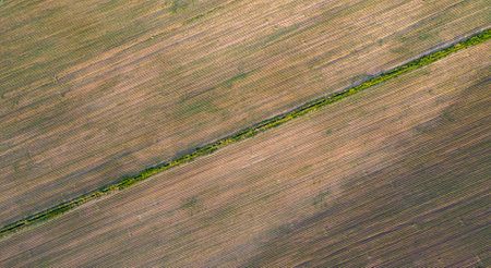 A forest belt separates a field of corn. view from a droneの写真素材