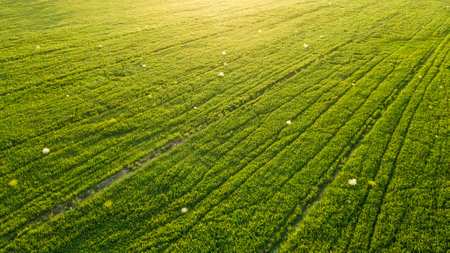 A field of green grass. View from a drone at sunsetの写真素材