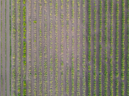 Young apple trees planted in rows in the field. view from a droneの写真素材