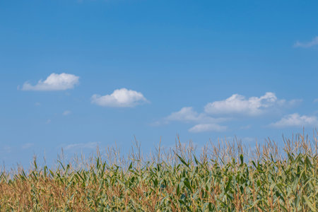 A cornfield at the harvest stage. Against a cloudy skyの写真素材