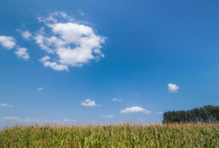 The top of the plants in the cornfield. Against a cloudy skyの写真素材