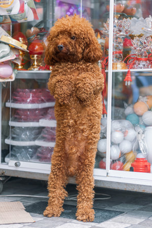 The red poodle stands on its hind legs and looks carefully.の写真素材