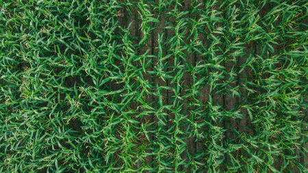 Top part of bushes of corn rows. top viewの写真素材