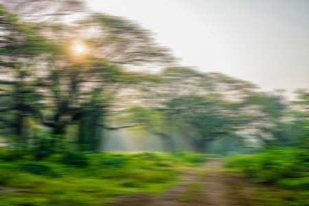 Abstract blurred forest during sunrise. Landscape