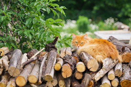 A ginger cat lies on dry firewood. Domestic animals in their natural habitatの写真素材