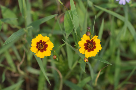 Coreopsis tinctoriaの写真素材