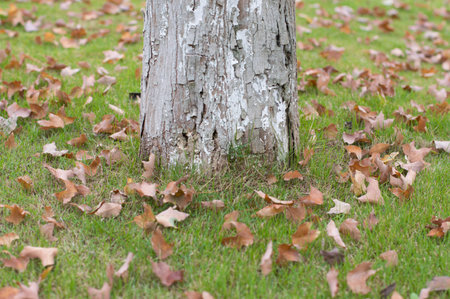 The messy tree leavesの写真素材