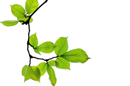 poplar leavesの写真素材