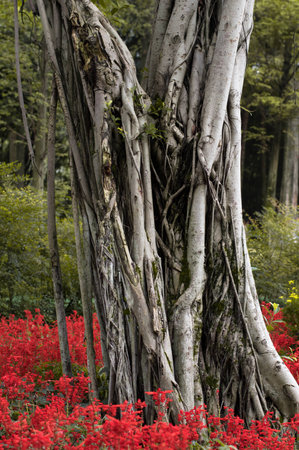 Banyan tree trunkの写真素材