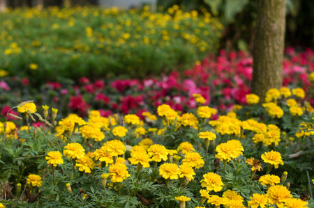 flowers in public gardenの写真素材