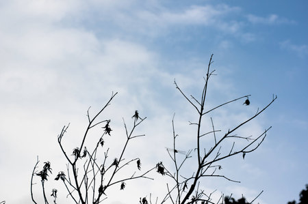 blue sky with drying plantの写真素材
