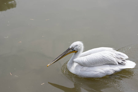 white pelican swimming in the lakeの写真素材