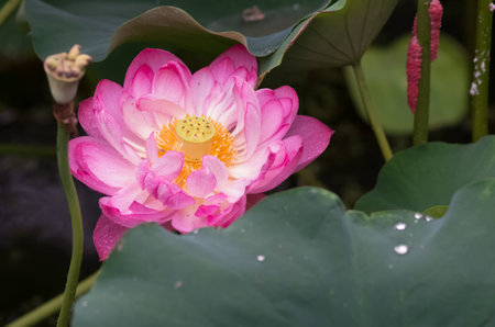 Blooming lotus flowerの写真素材
