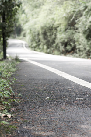 The road in the parkの写真素材