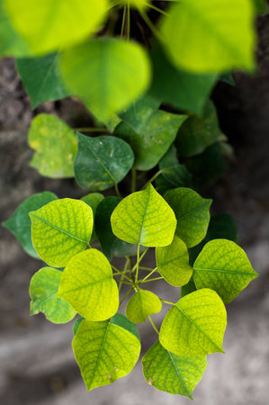 green leavesの写真素材