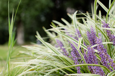 lavenderの写真素材