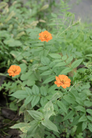 Green leaves and flowersの写真素材