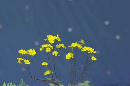 daisyの写真素材