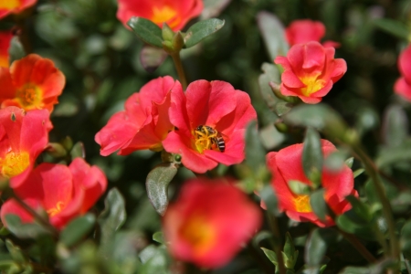 Bee collected nectar from Pusley flowersの写真素材
