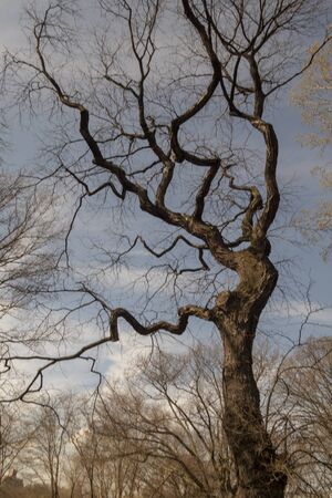 big majestic buding trees on a spring day in the park