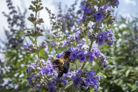 two types of bees feeding on lavender flower pollen in a garden