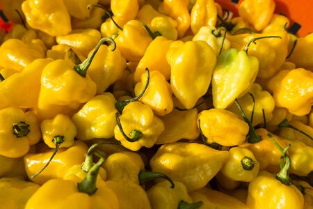 bunch of very hot yellow habaneros perpers 