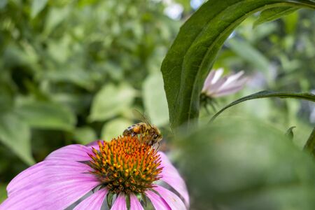 Floral garden with a close up of a yellow black honeybee taking pollen off a pink coneflower flower