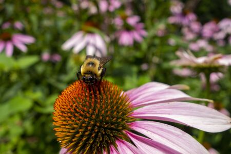 Floral garden with a close up of a yellow black bumblebee taking pollen off a pink coneflower flowerの写真素材