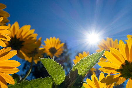 blue sky sun with black light yellow flowers and leavesの写真素材