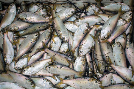 bunch of Peanut Bunker bait fish for fishing