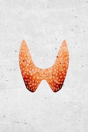 Modern beautiful stylized monotone human thyroid organ symbols and icons - part of a setの写真素材