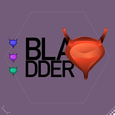 Modern beautiful stylized monotone human bladder organ symbols and icons - part of a setのイラスト素材