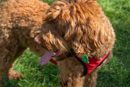 shaggy brown Briard Dog on the lawn turned head looking behindの写真素材