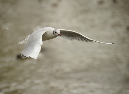 Juvenile black headed gull soaring on a lakeの写真素材