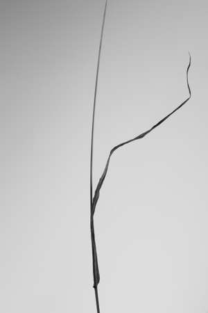 Artistic black and white image of a dry leafの写真素材