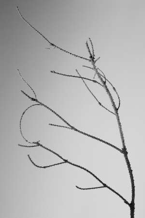 Artistic black and white image of a deadwoodの写真素材