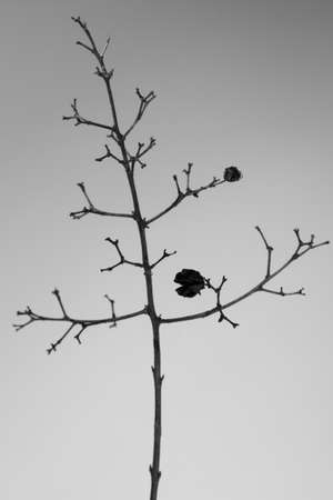 Artistic black and white image of a deadwoodの写真素材