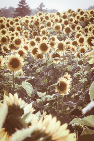 Sunflowers in a sunny day in Italyの写真素材