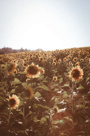 Sunflowers in a sunny day in Italyの写真素材