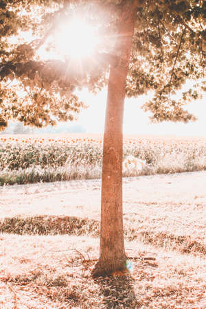 Details of an historical park in Italyの写真素材