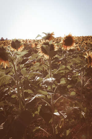 Sunflowers in a sunny day in Italyの写真素材