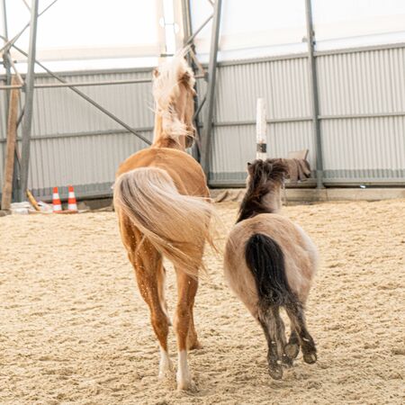 Ride pony and scotland pony running wildの写真素材
