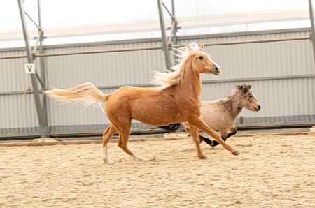 Ride pony and scotland pony running wildの写真素材